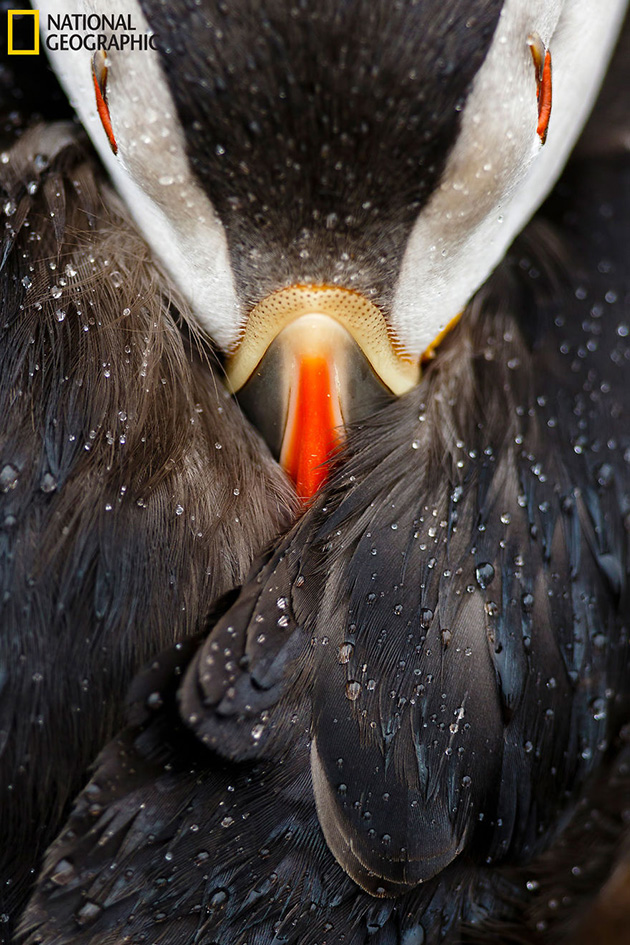 finalists-2016-national-geographic-nature-photographer-8