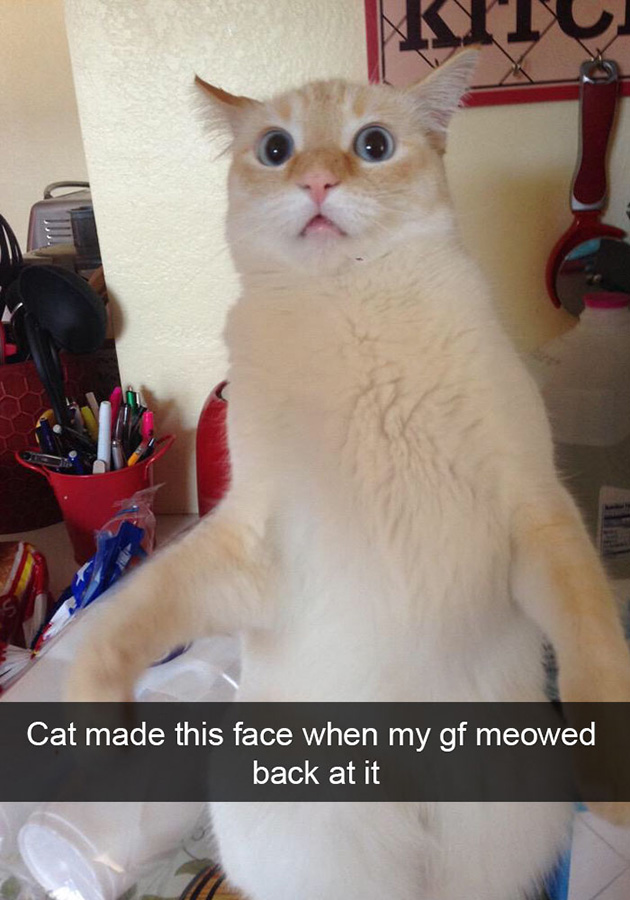 funny-cat-snapchats
