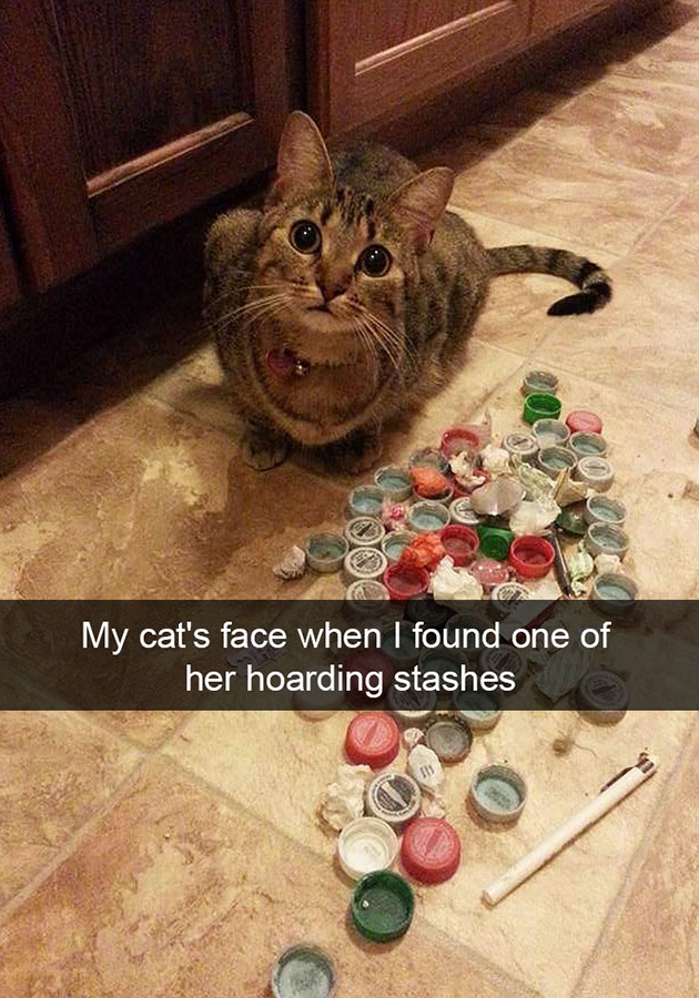 funny-cat-snapchats