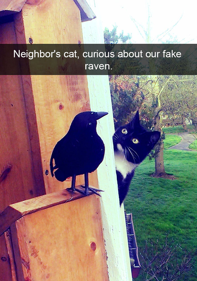 funny-cat-snapchats