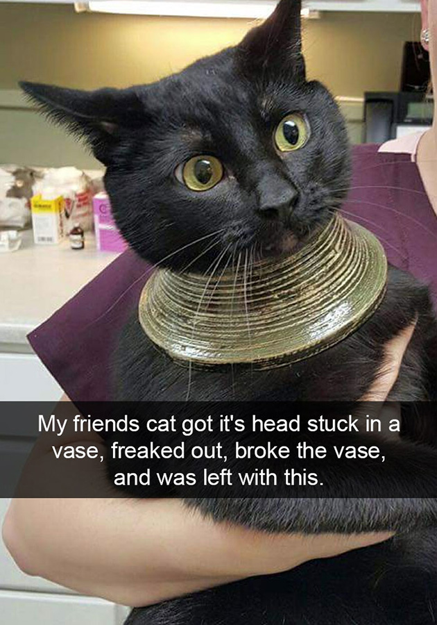 funny-cat-snapchats