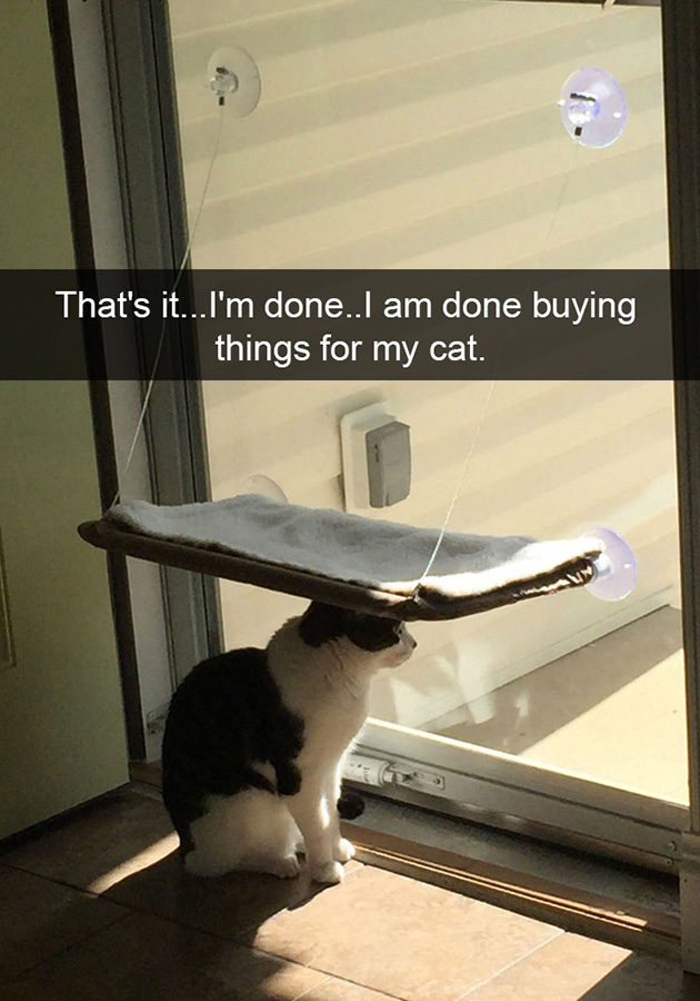 funny-cat-snapchats