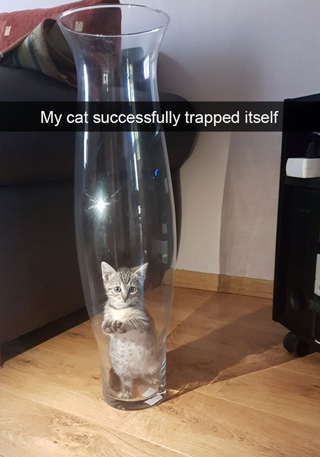 funny-cat-snapchats