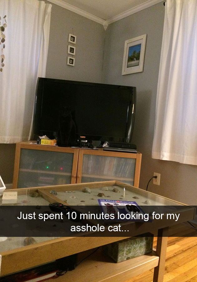 funny-cat-snapchats