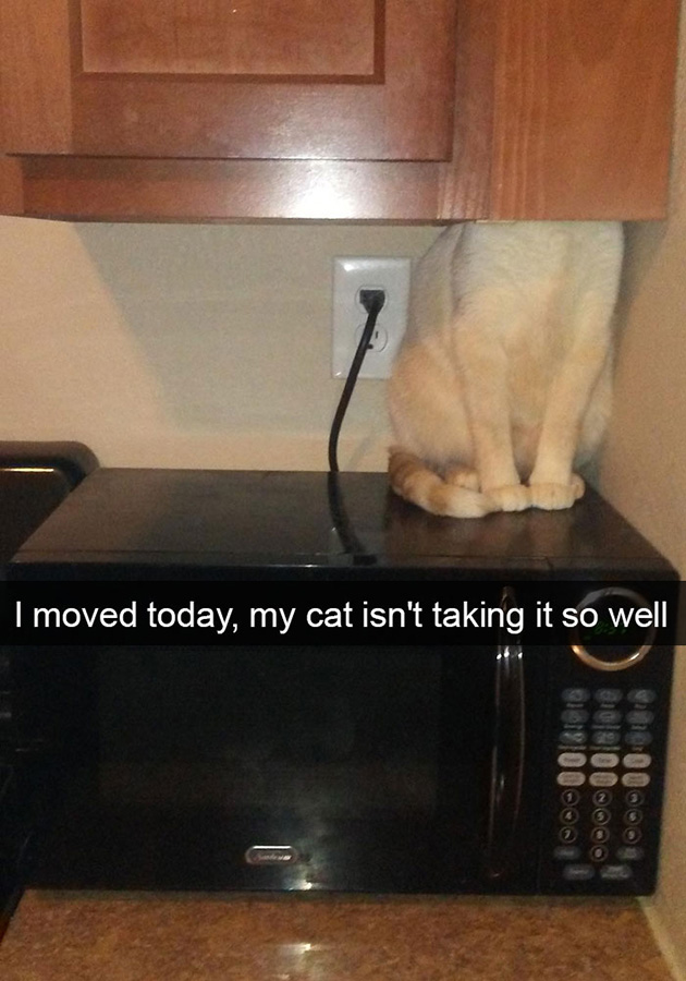 funny-cat-snapchats