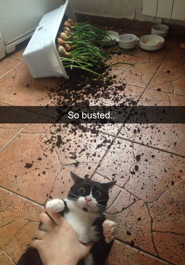 funny-cat-snapchats