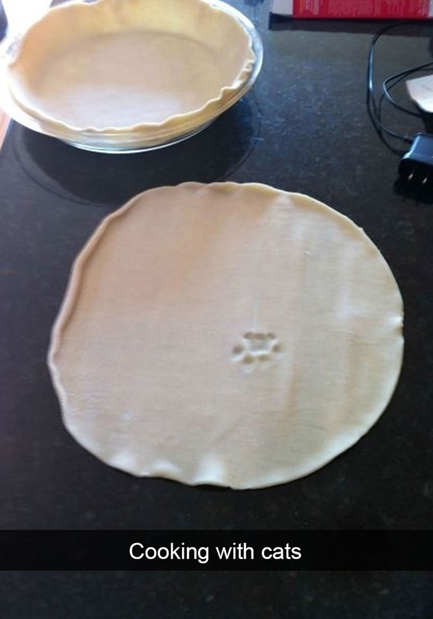 funny-cat-snapchats