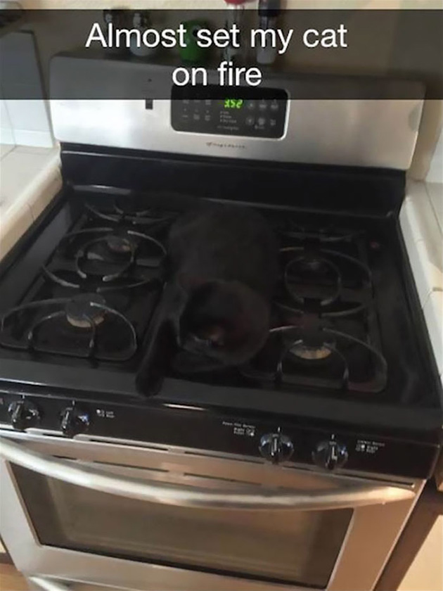 funny-cat-snapchats