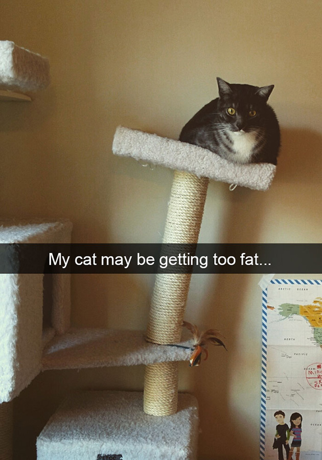 funny-cat-snapchats