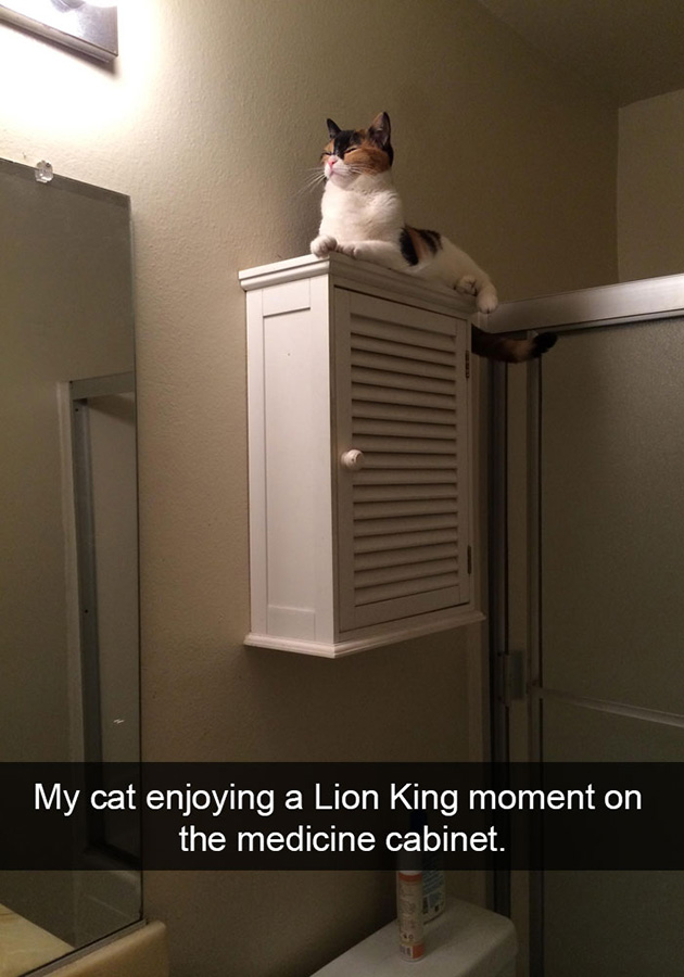funny-cat-snapchats