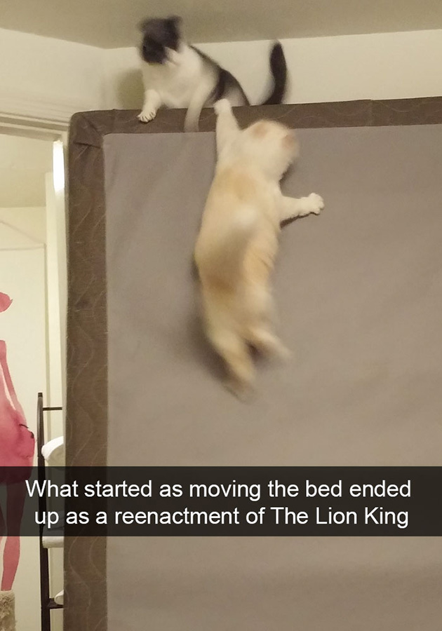 funny-cat-snapchats