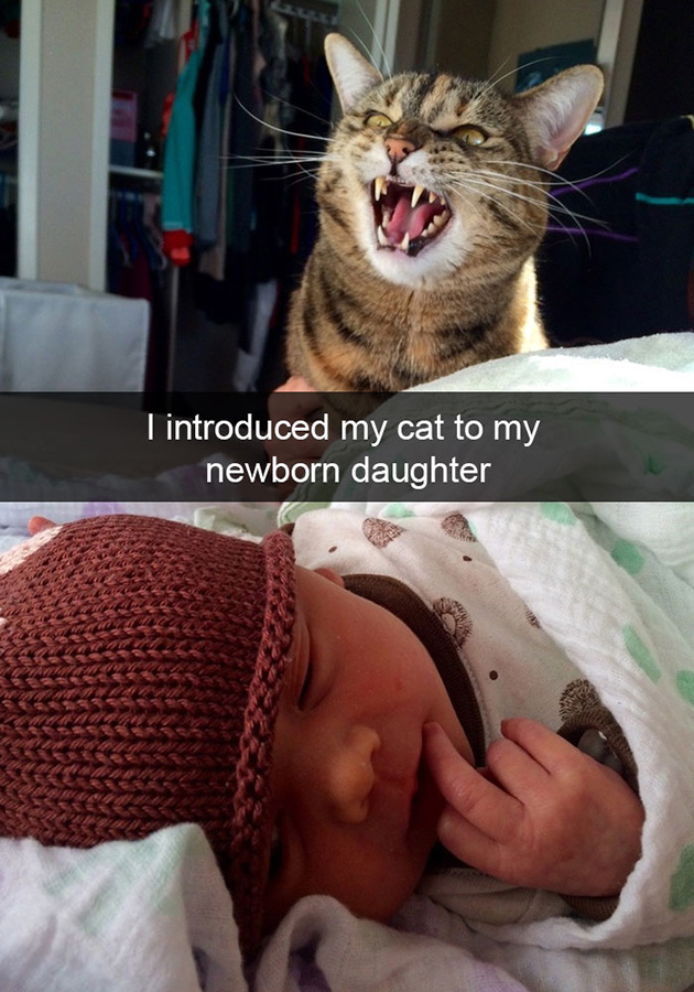 funny-cat-snapchats