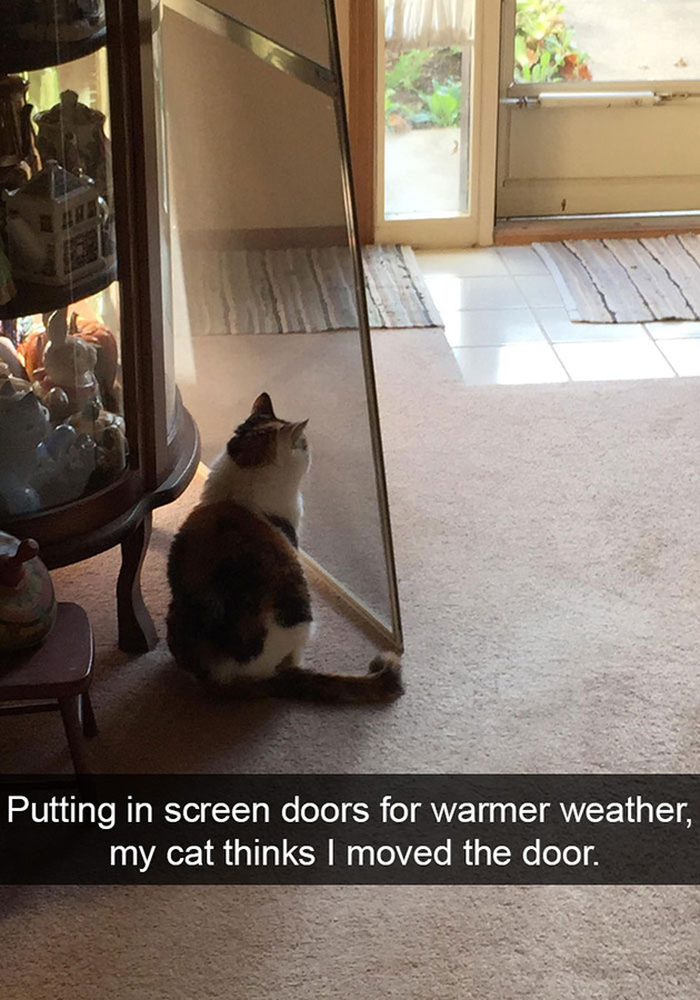 funny-cat-snapchats