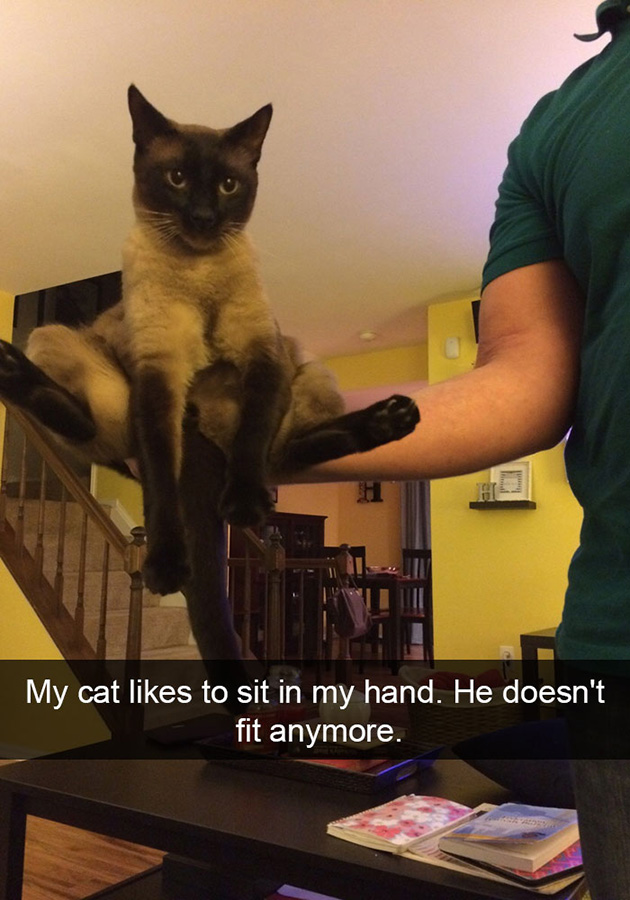 funny-cat-snapchats