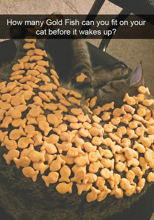 funny-cat-snapchats