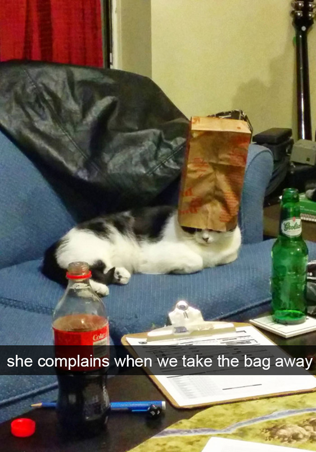 funny-cat-snapchats