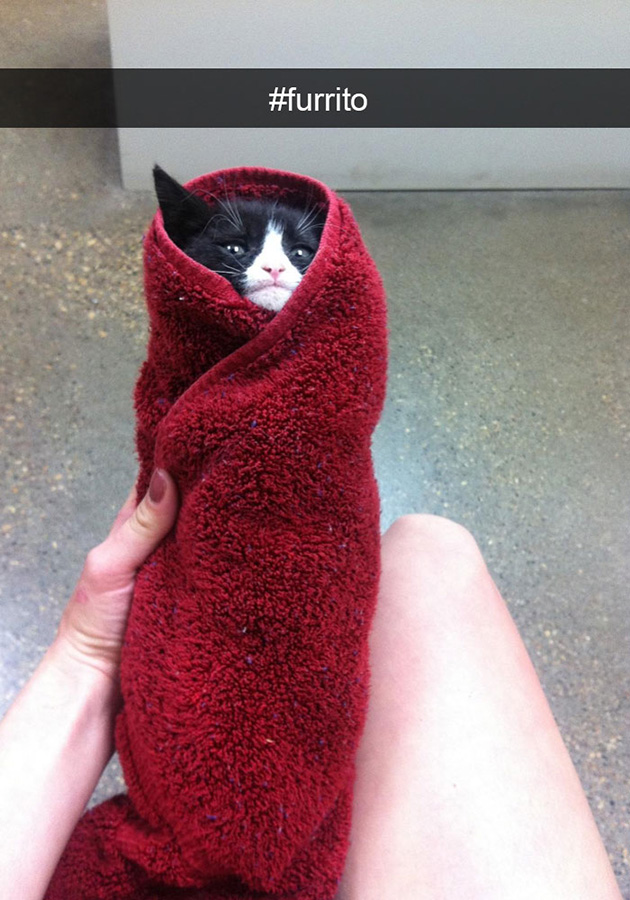 funny-cat-snapchats