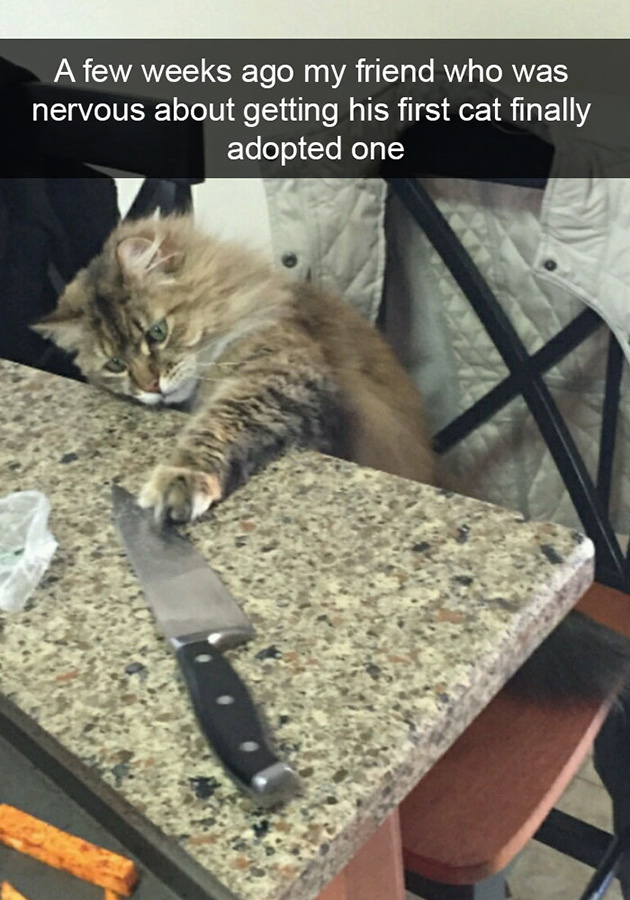 funny-cat-snapchats