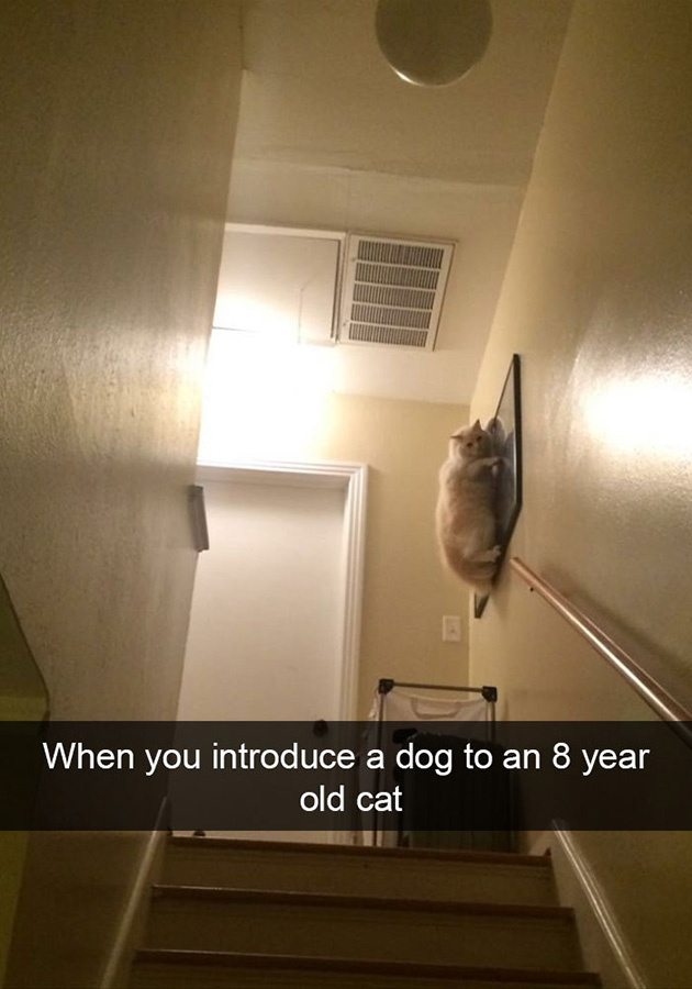 funny-cat-snapchats