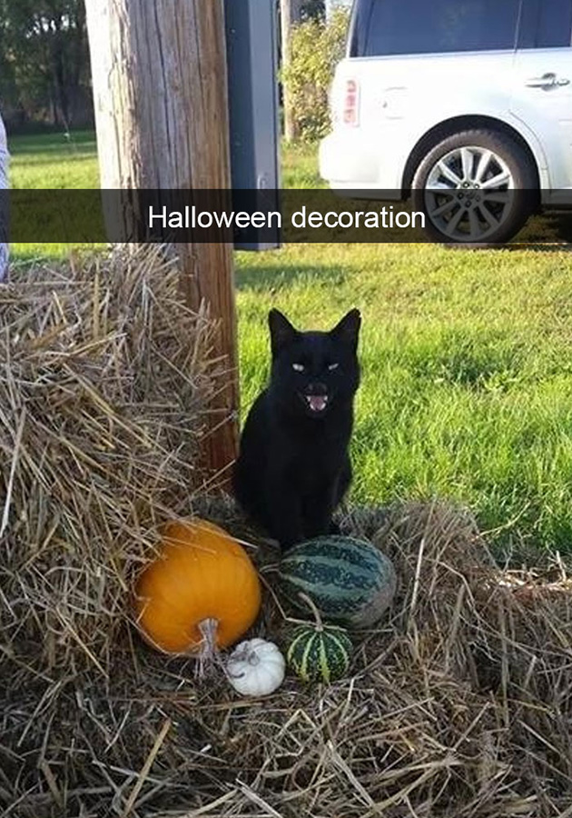 funny-cat-snapchats