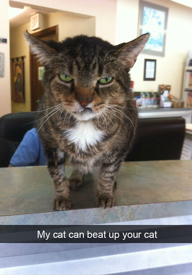 funny-cat-snapchats