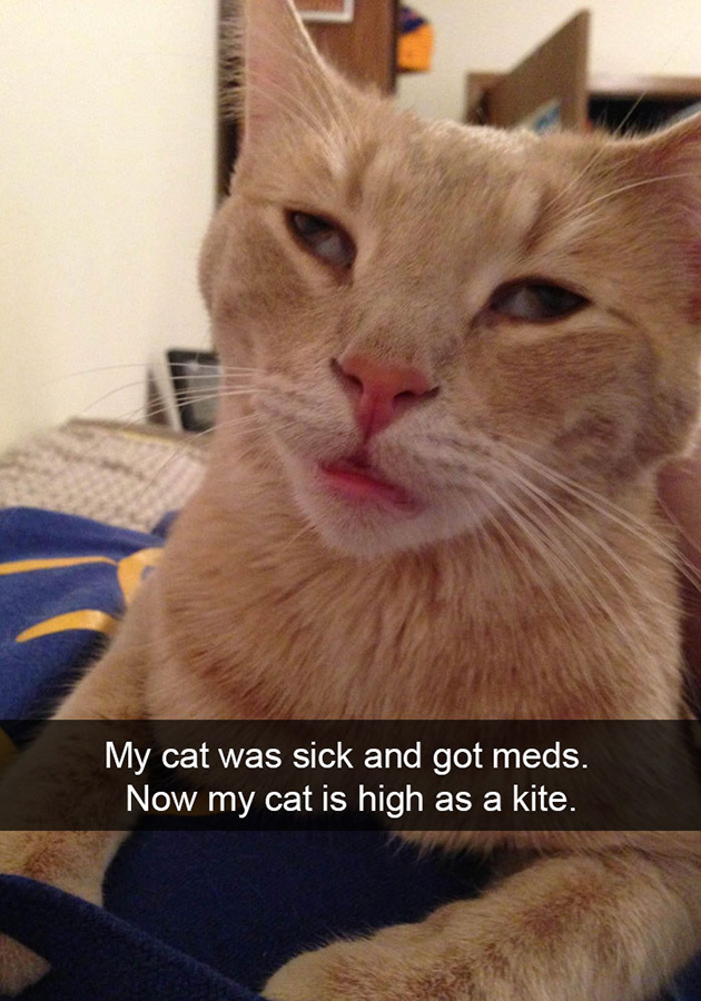funny-cat-snapchats