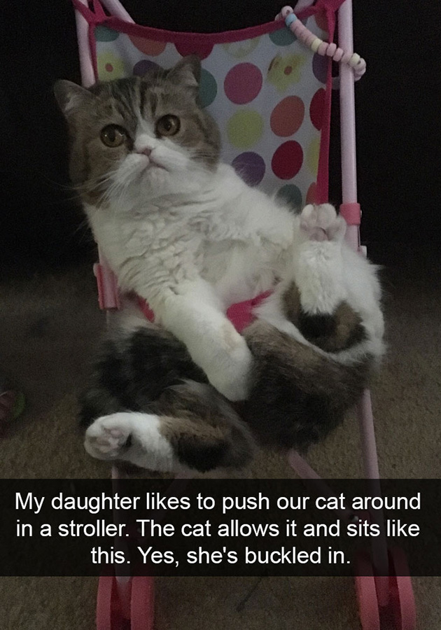 funny-cat-snapchats