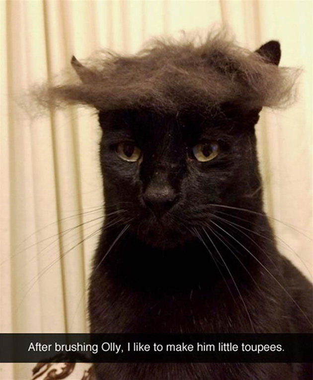 funny-cat-snapchats