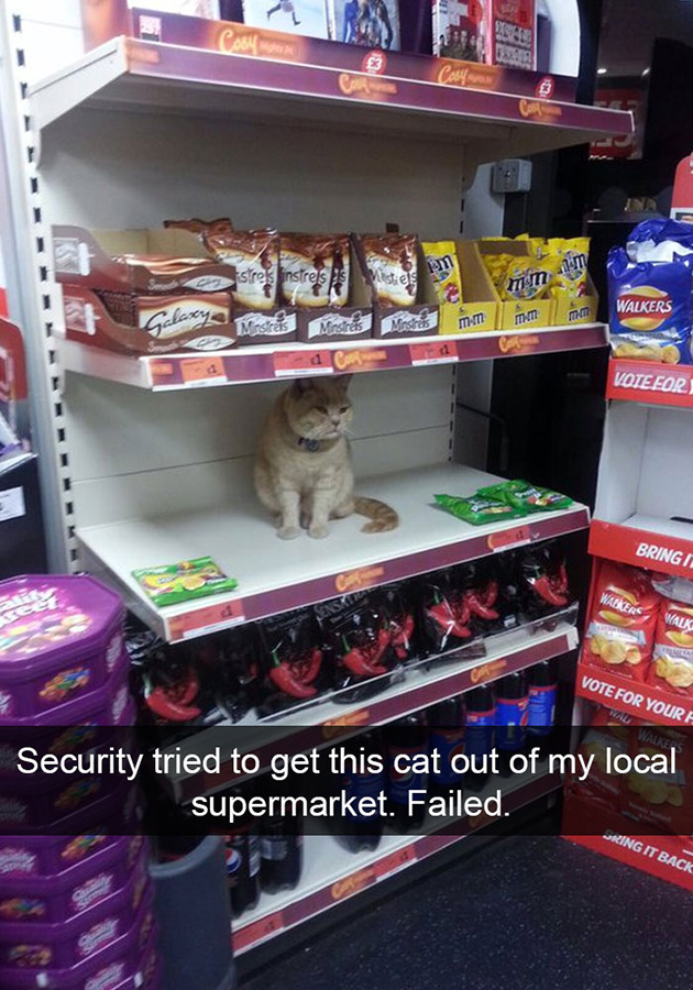 funny-cat-snapchats