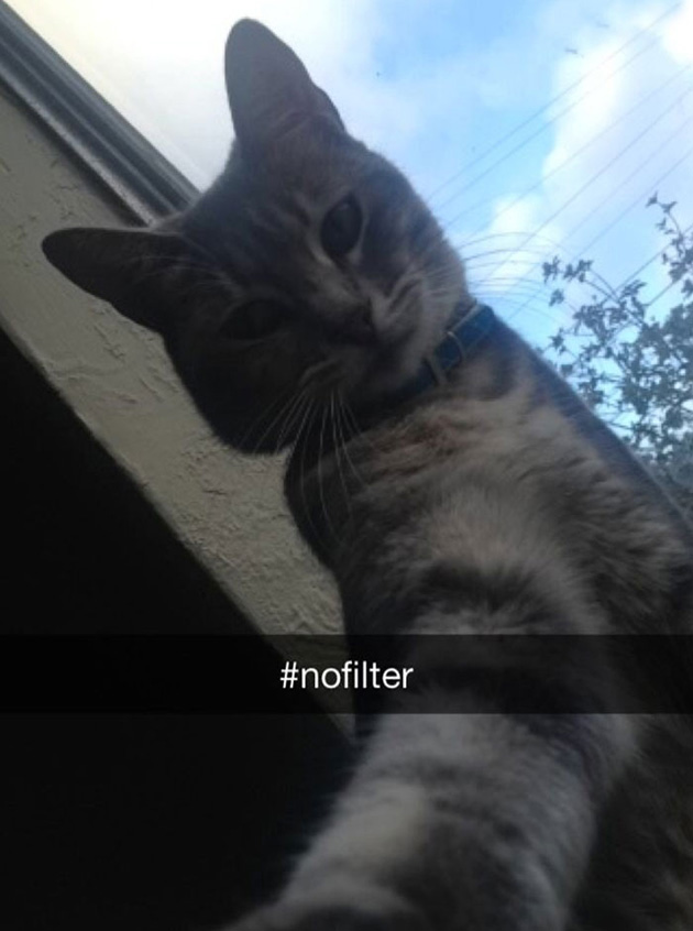 funny-cat-snapchats