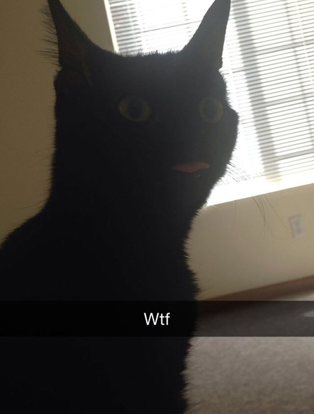 funny-cat-snapchats