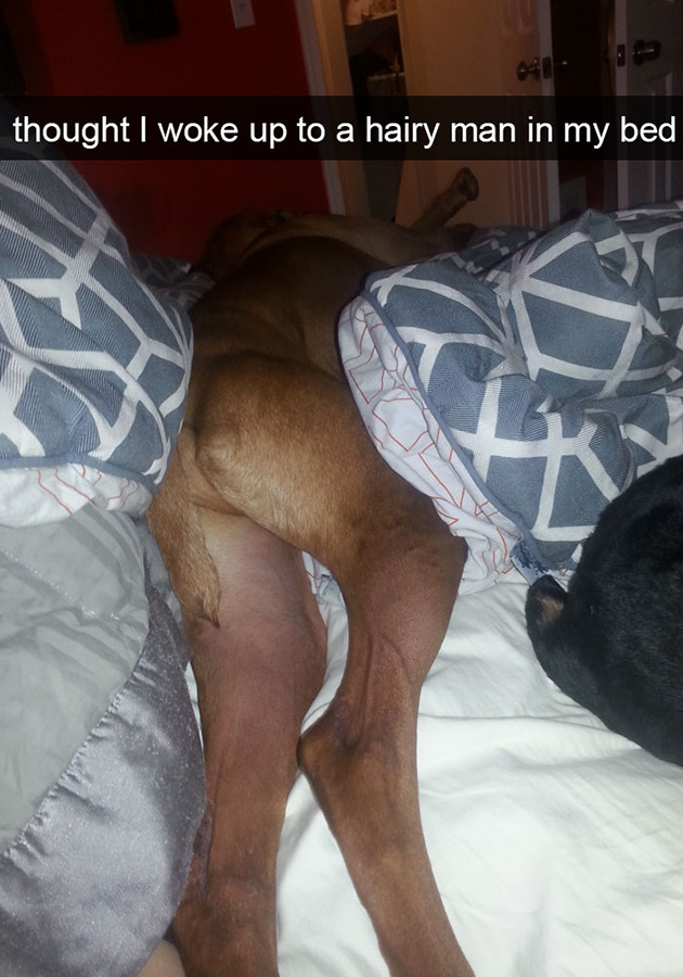 funny-dog-snapchats