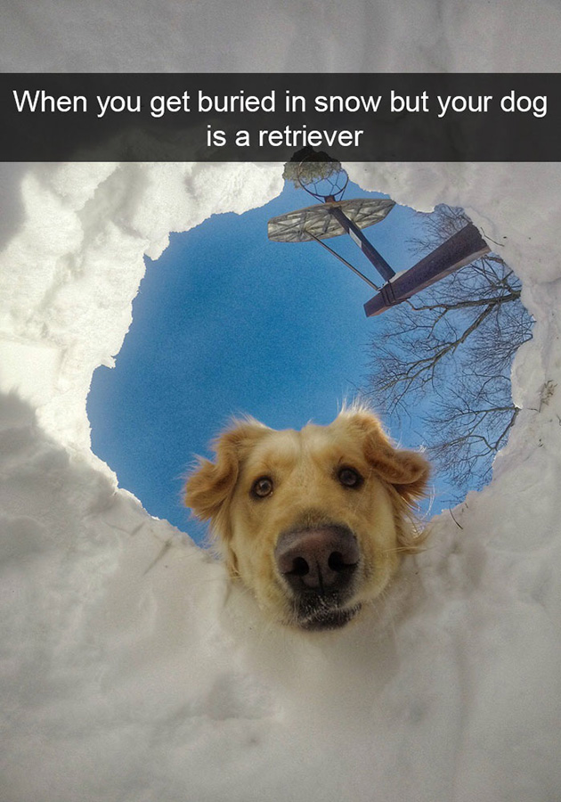funny-dog-snapchats