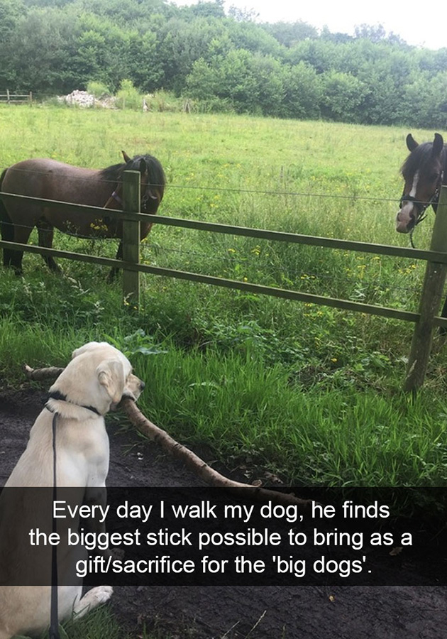 funny-dog-snapchats