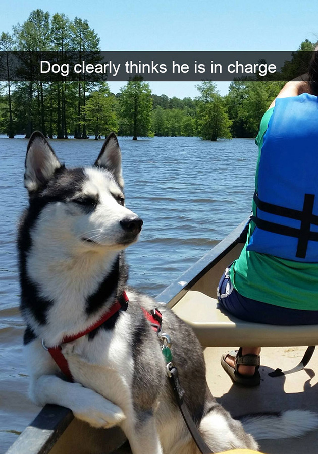 funny-dog-snapchats