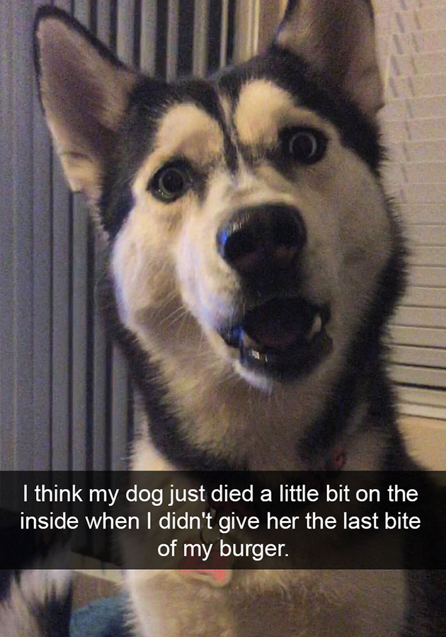 funny-dog-snapchats