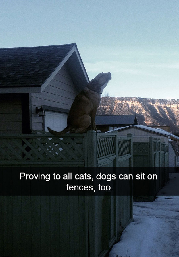 funny-dog-snapchats