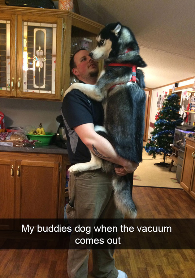 funny-dog-snapchats