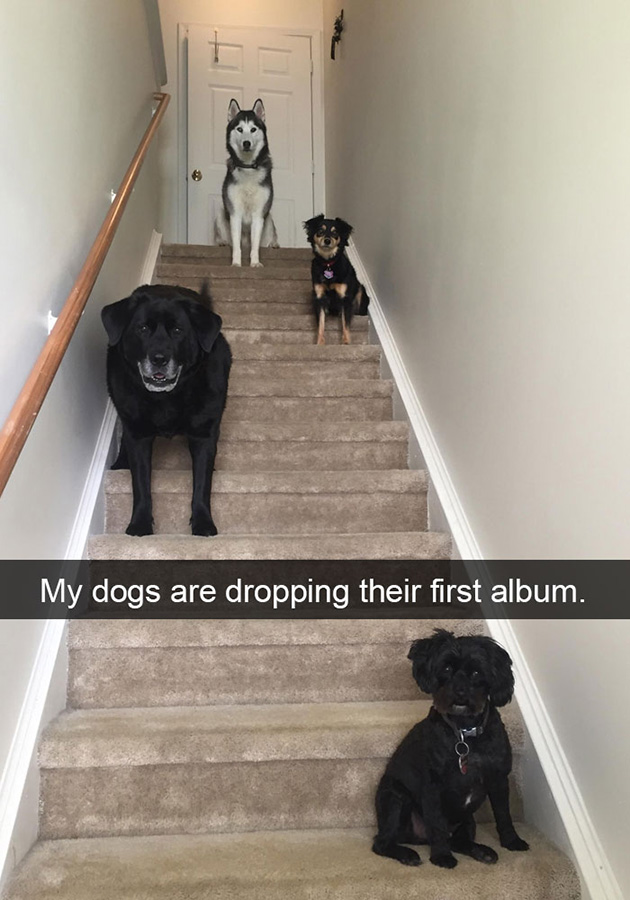 funny-dog-snapchats