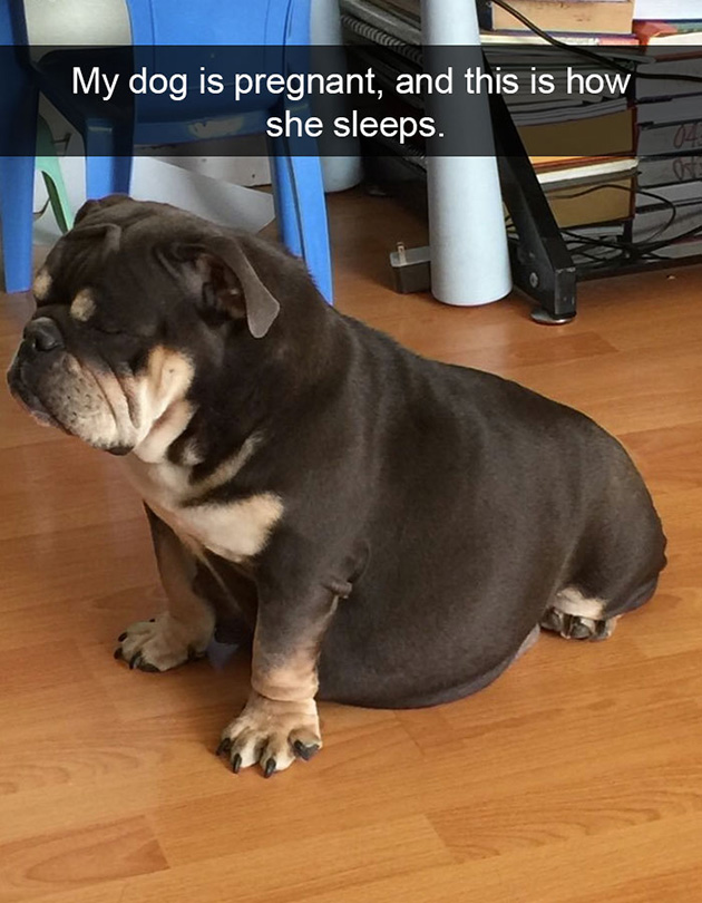 funny-dog-snapchats