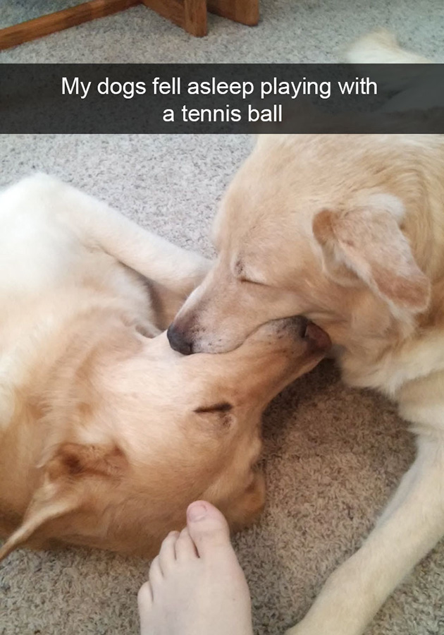 funny-dog-snapchats