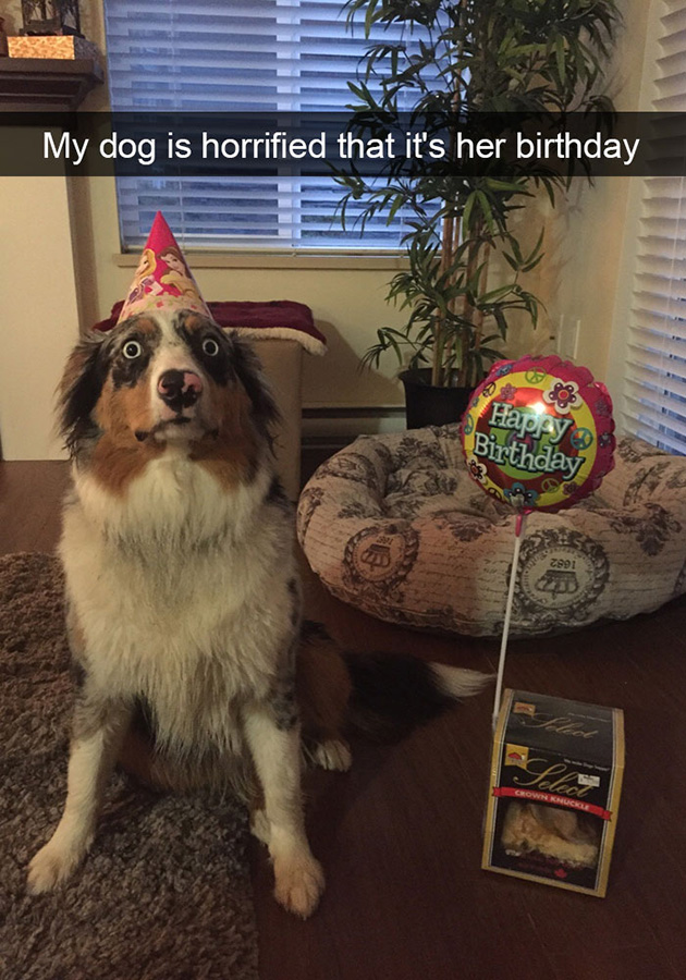 funny-dog-snapchats