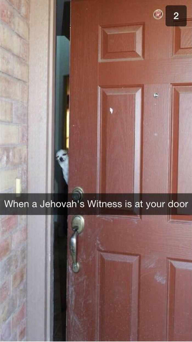 funny-dog-snapchats