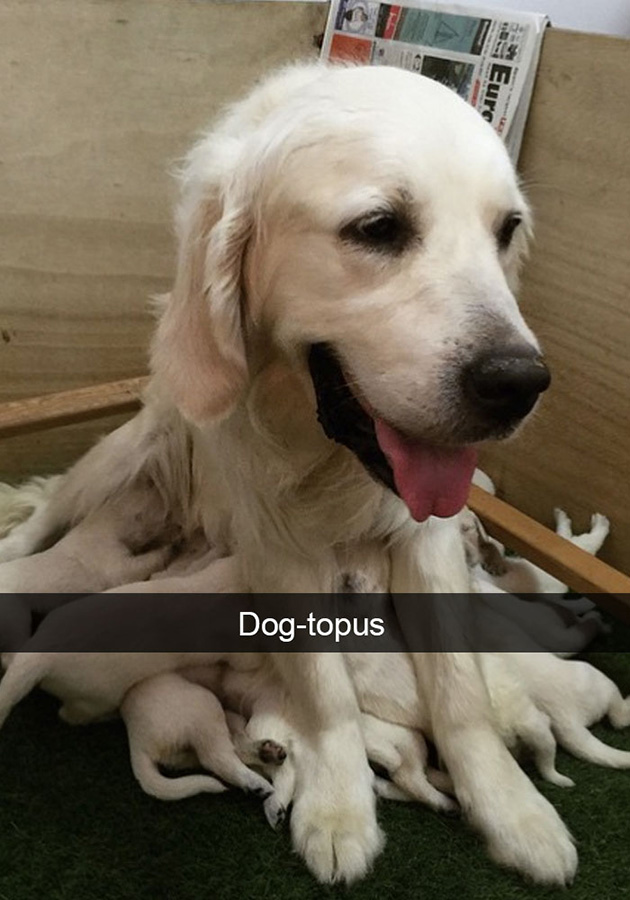 funny-dog-snapchats