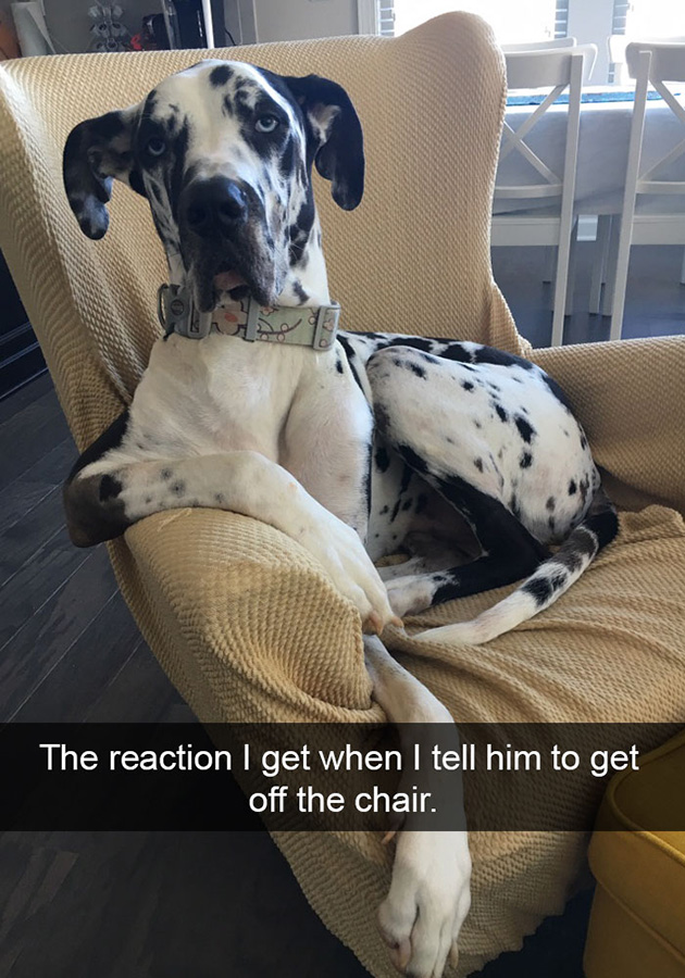 funny-dog-snapchats