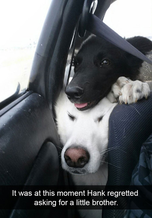 funny-dog-snapchats