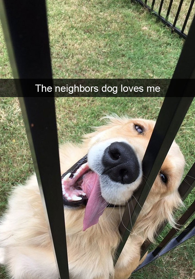funny-dog-snapchats