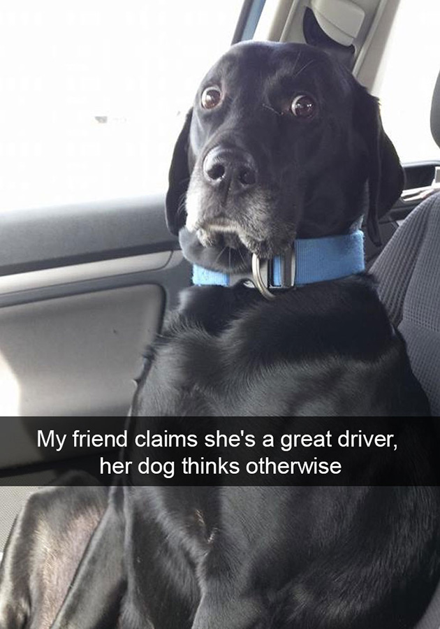 funny-dog-snapchats