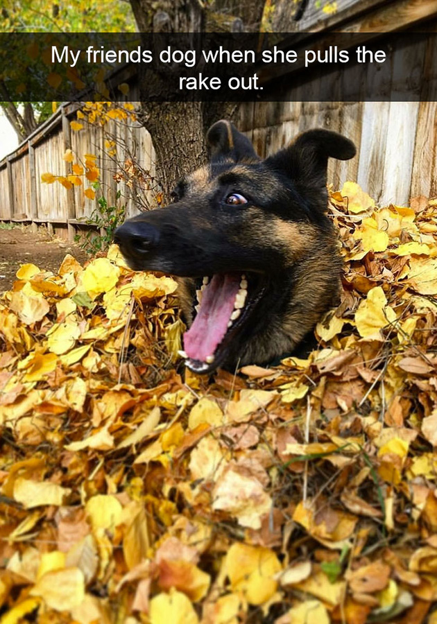 funny-dog-snapchats
