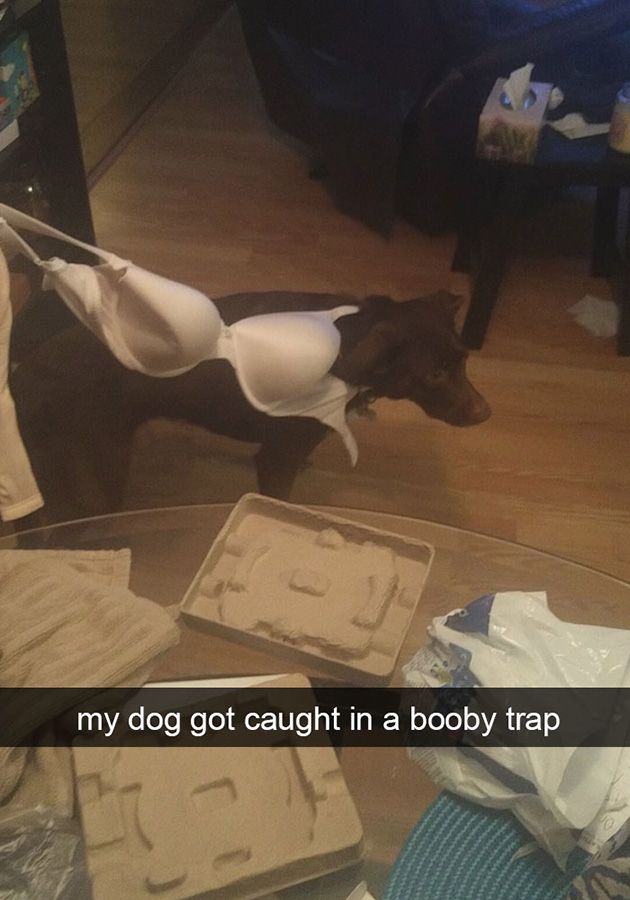 funny-dog-snapchats